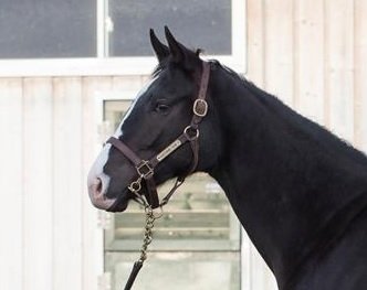 ハルーワちゃん2014年12月アップ